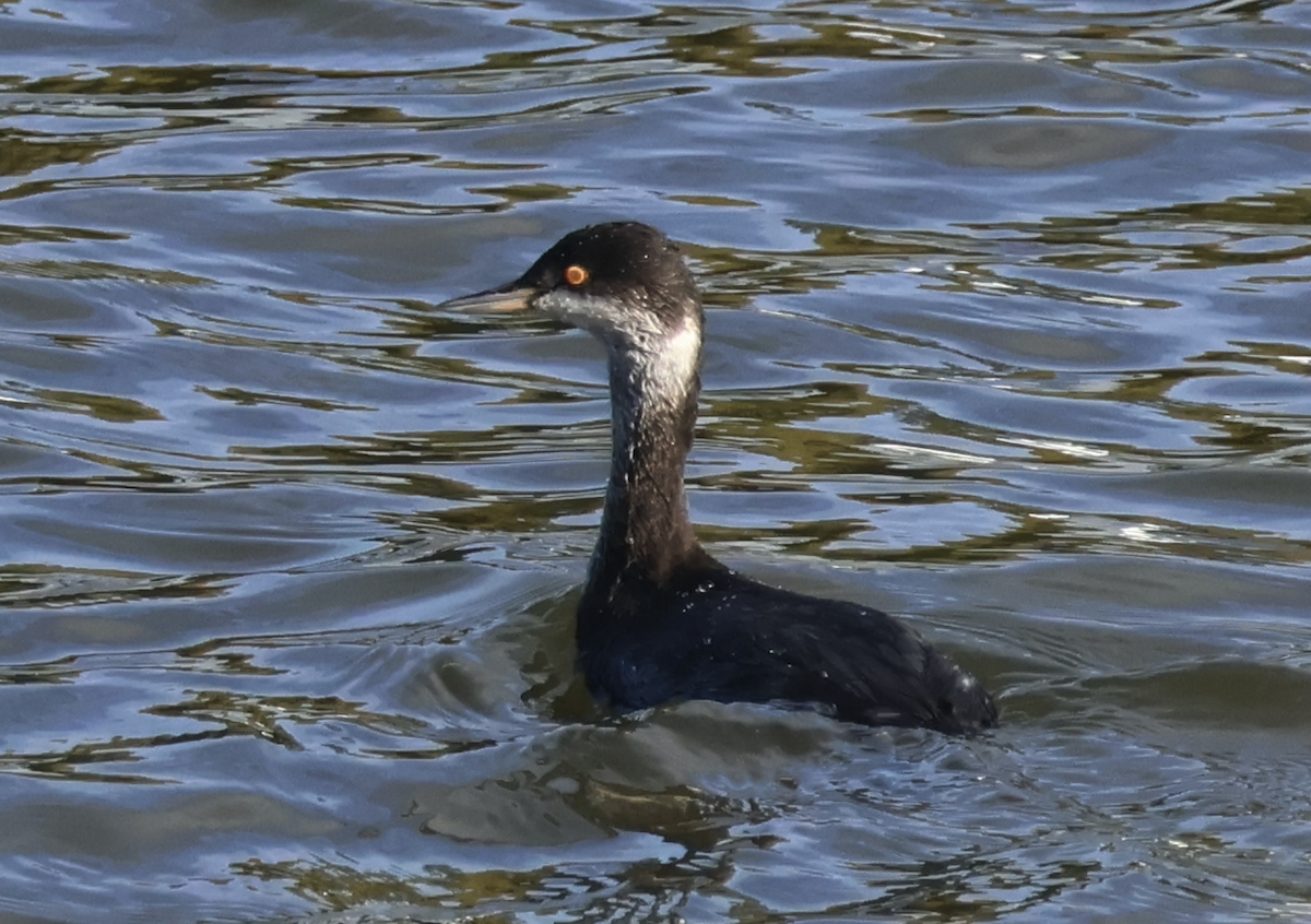 Eared Grebe - ML644624134