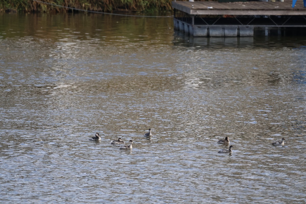 Eared Grebe - ML644624135
