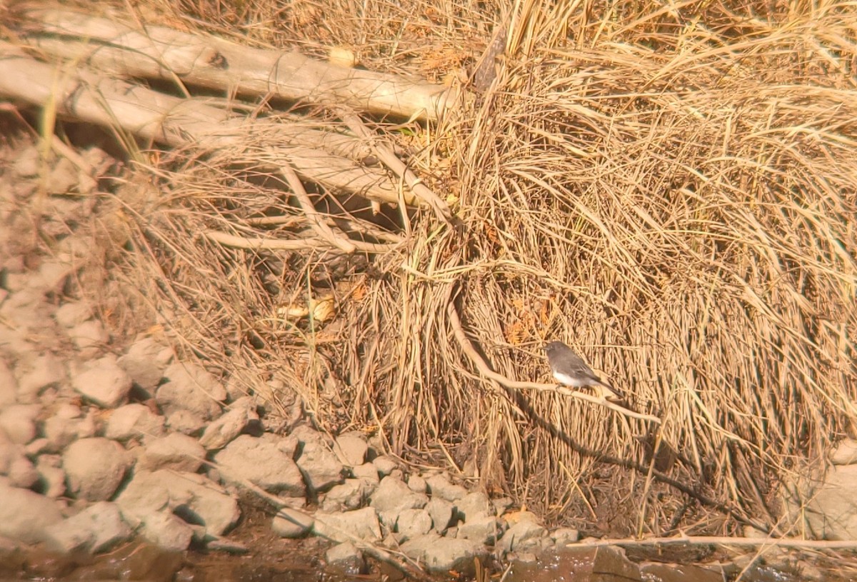 svartfibi (nigricans gr.) - ML644624136