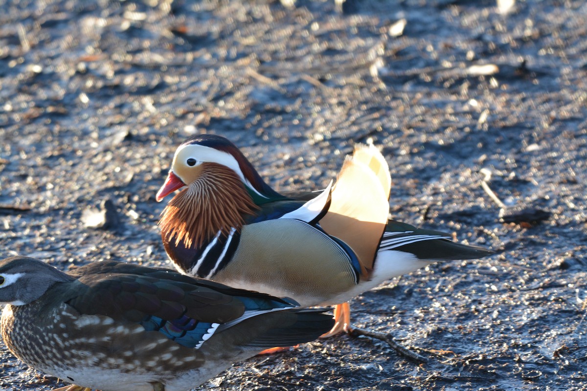 Mandarin Duck - ML644624138