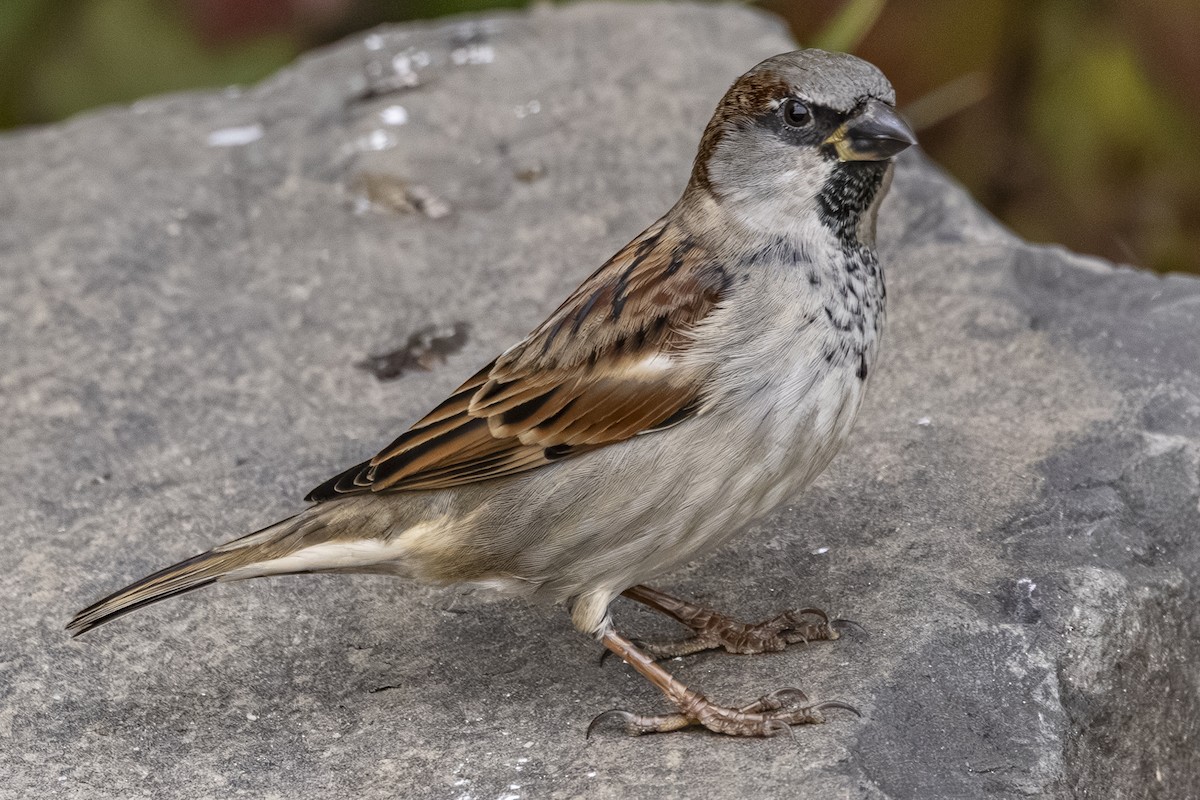 Gorrión Común - ML644624142