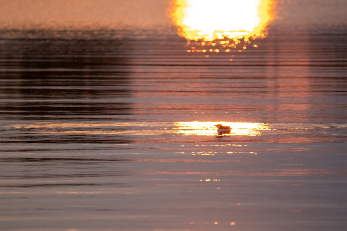 Gazza marina - ML644624149