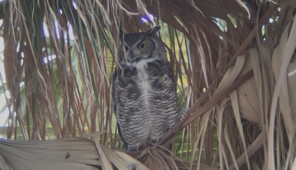 Great Horned Owl - ML644624154