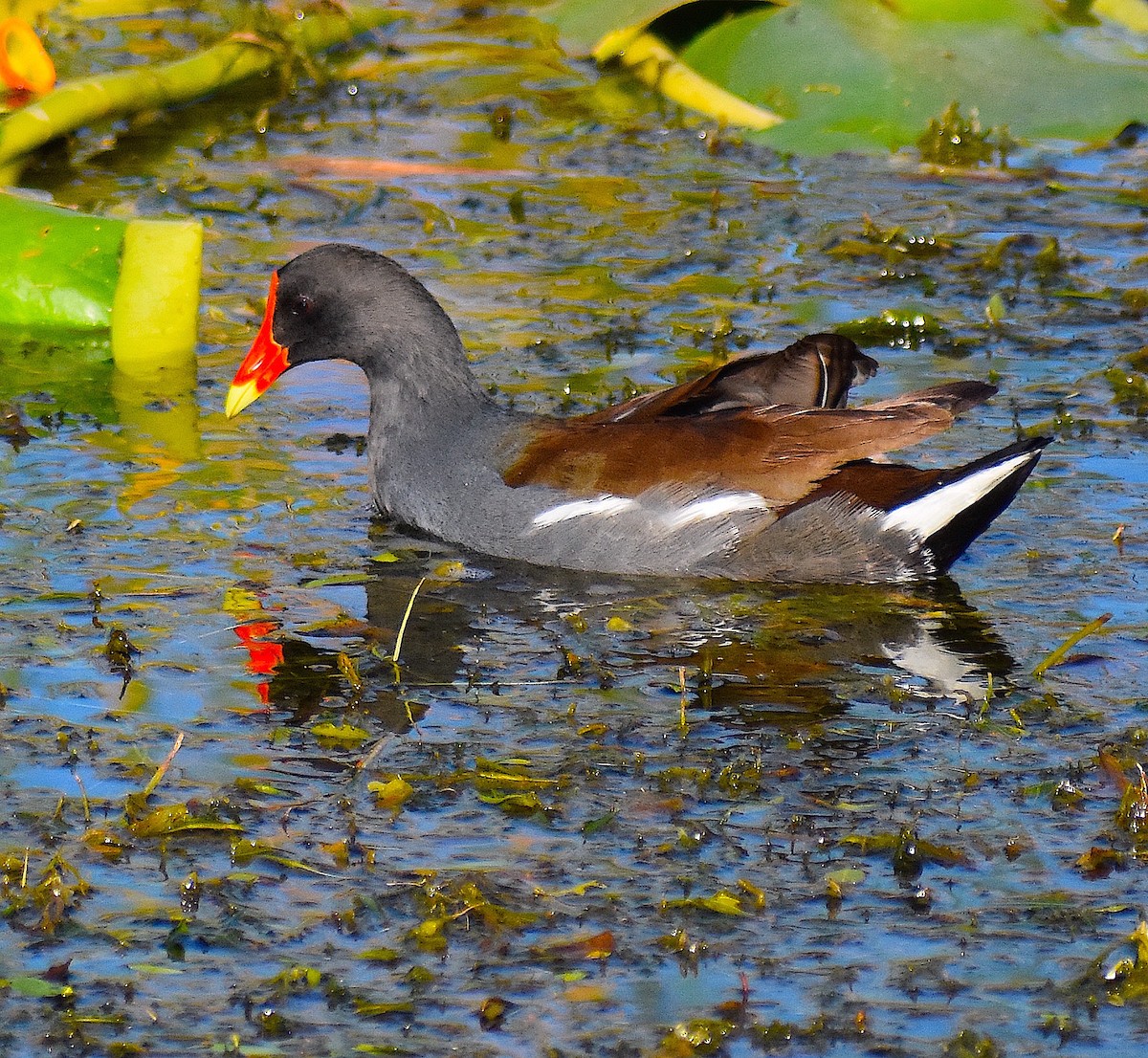 Common Gallinule - ML644624156