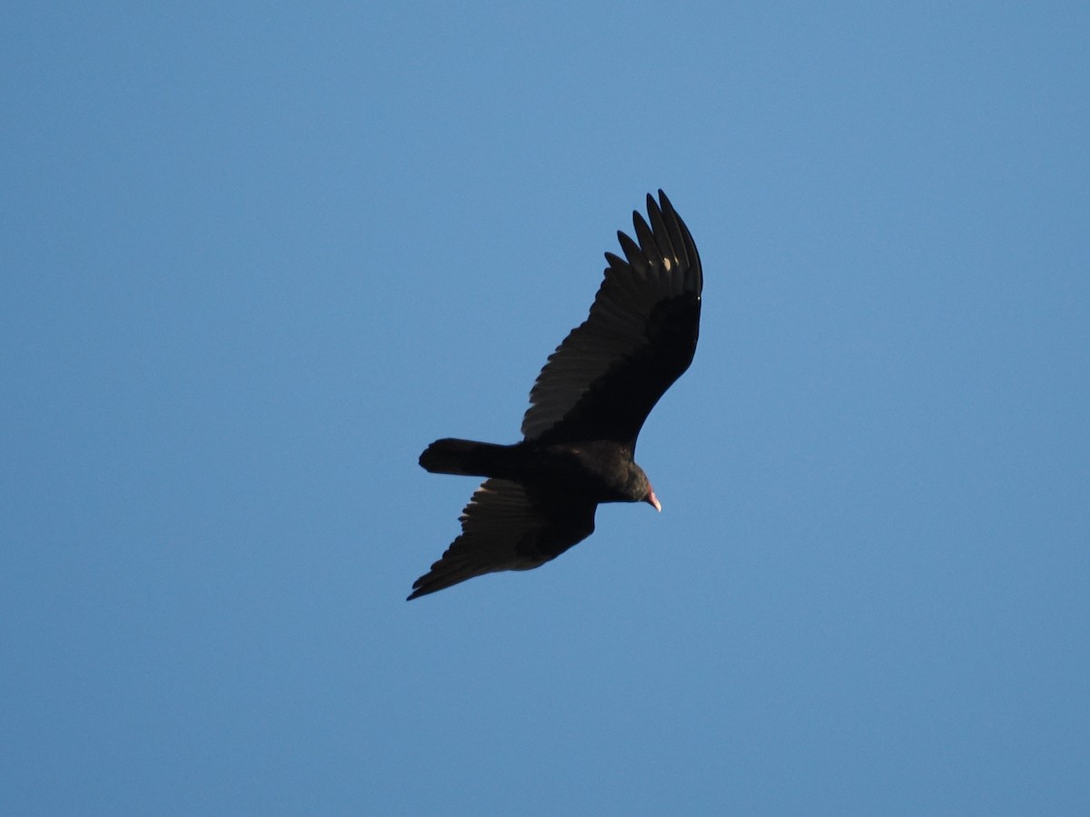 Turkey Vulture - ML644624158