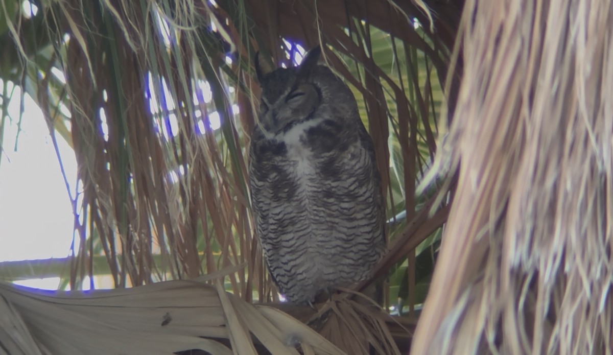 Great Horned Owl - ML644624166