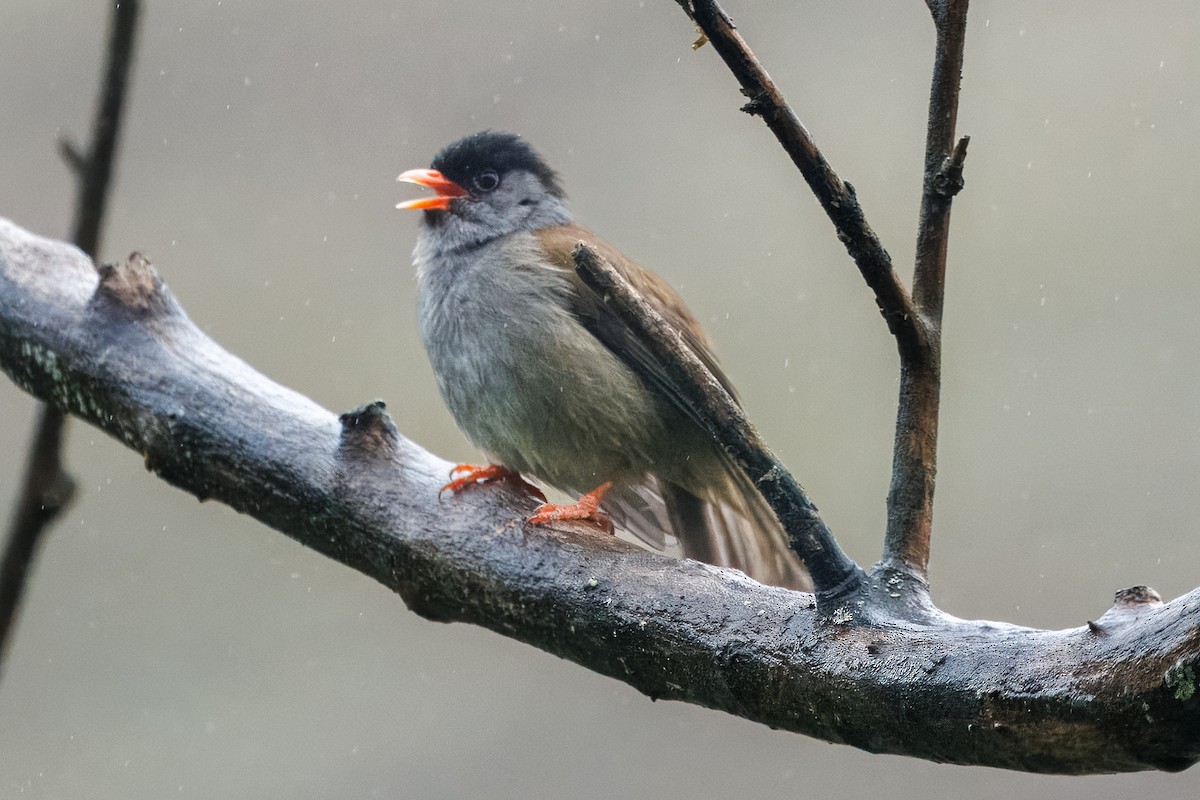 Kappengrasmücke - ML644624169