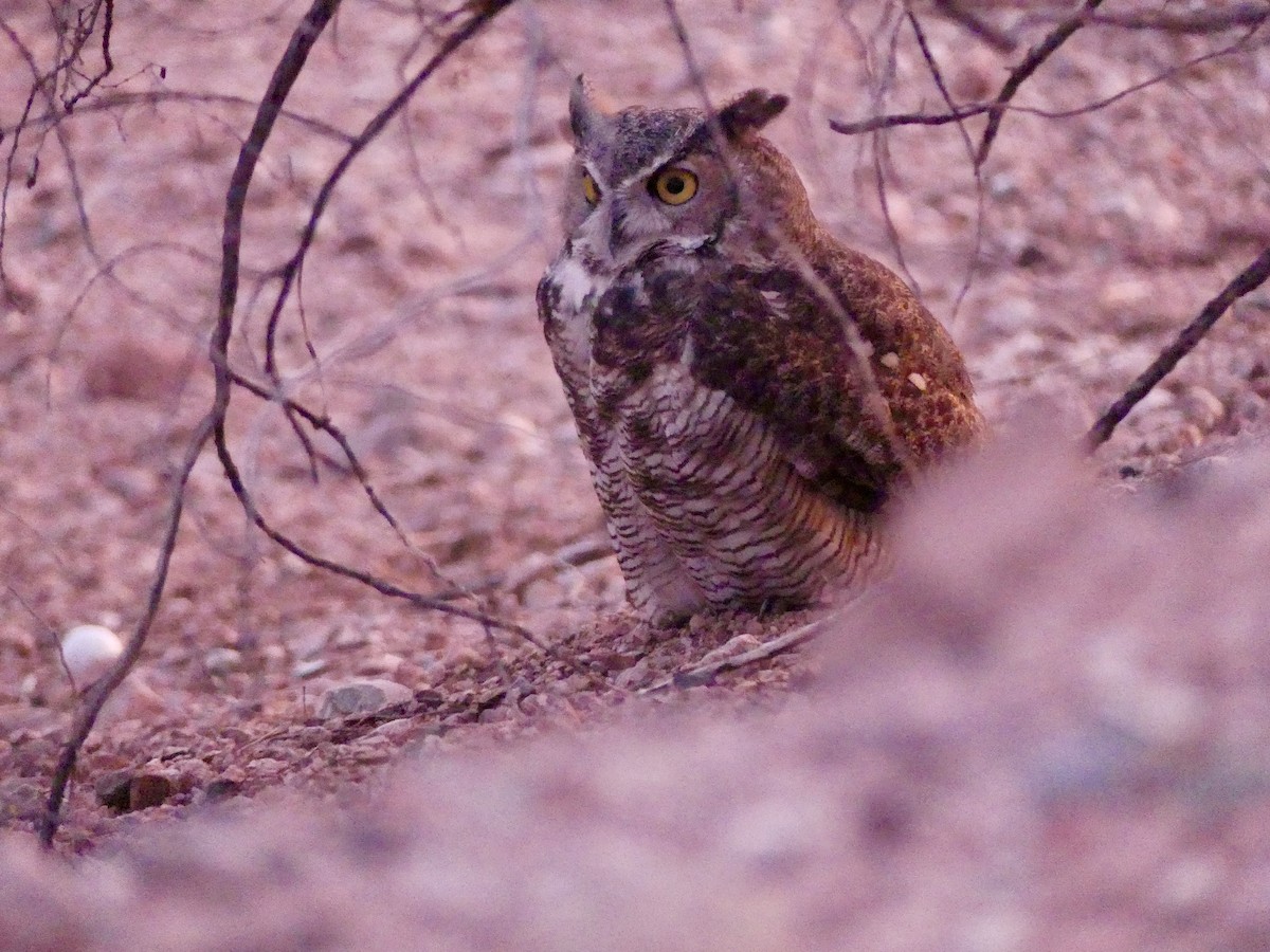 Great Horned Owl - ML644624171