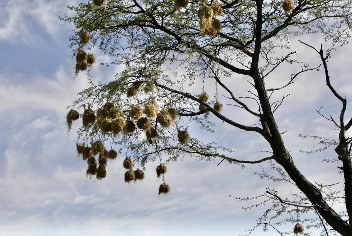 Chestnut Weaver (Benguela) - ML644624172