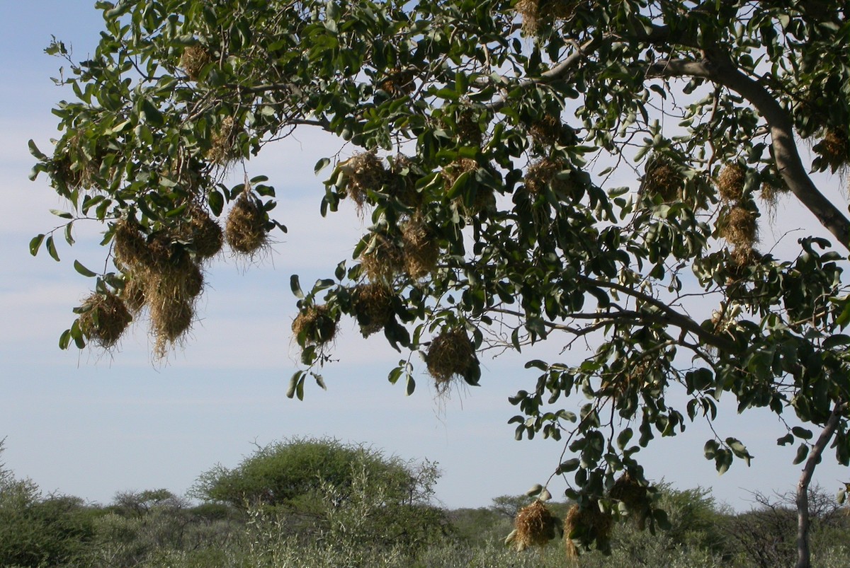 Chestnut Weaver (Benguela) - ML644624173