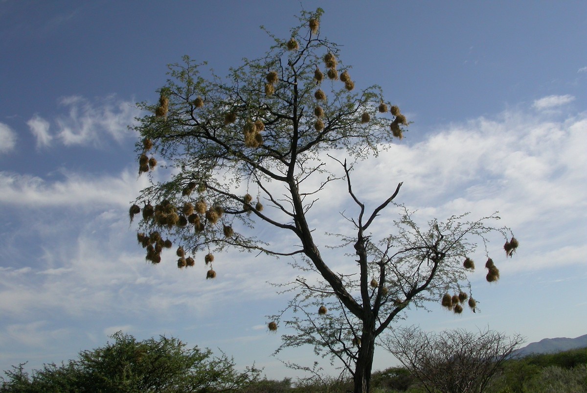 Chestnut Weaver (Benguela) - ML644624174