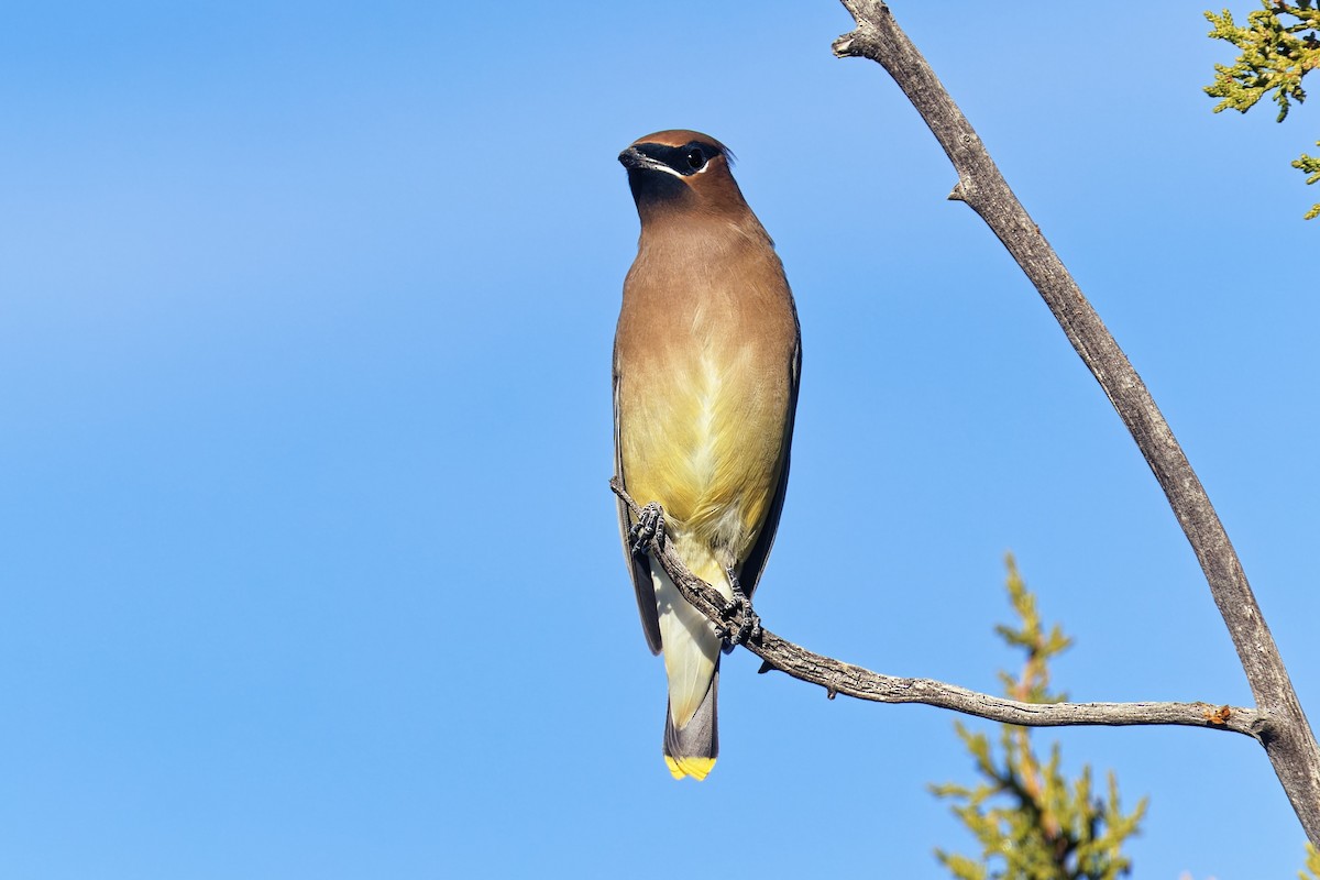 Sedir İpekkuyruğu - ML644624175