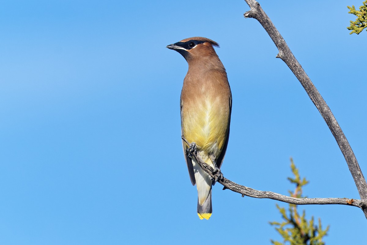 Sedir İpekkuyruğu - ML644624176