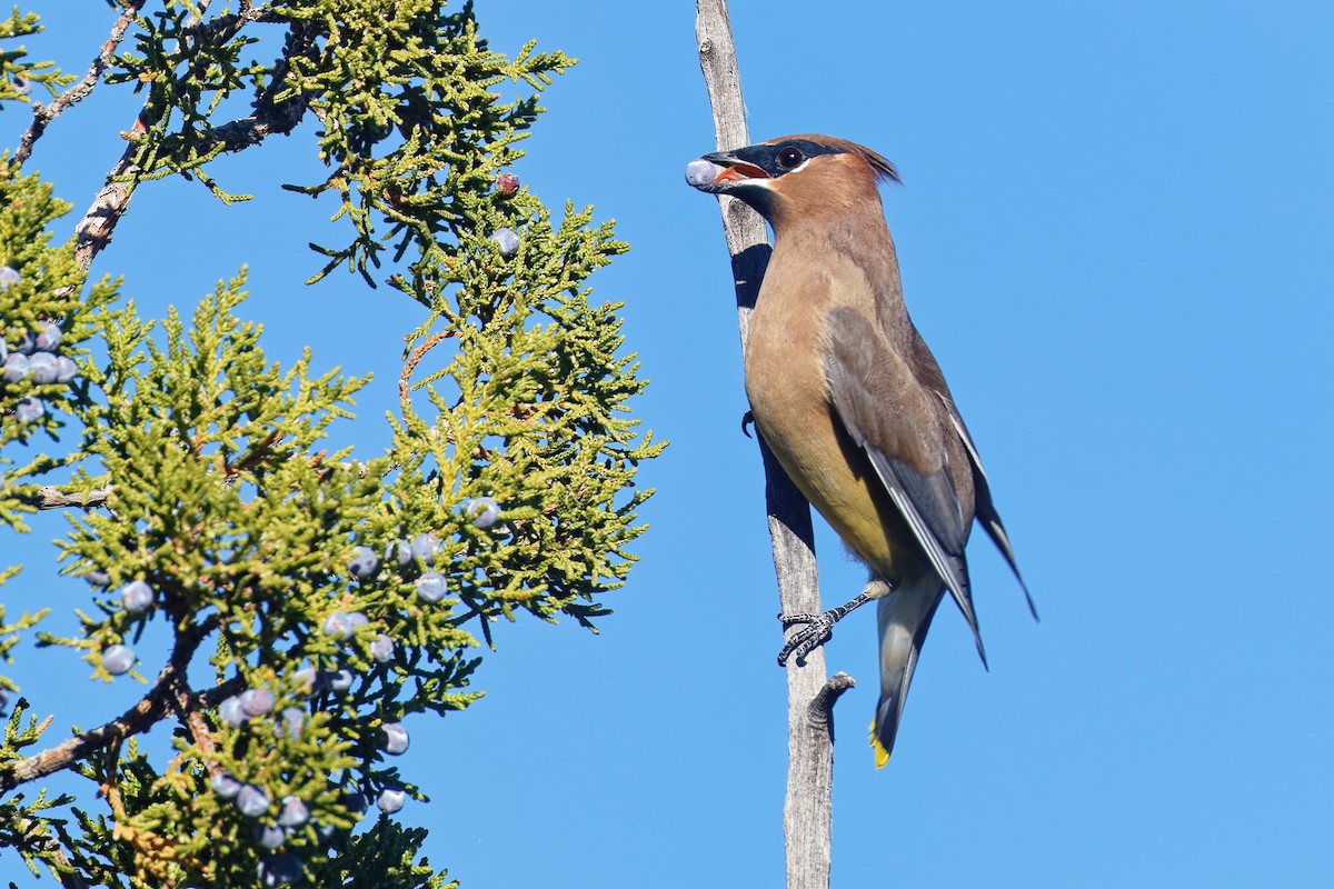 Sedir İpekkuyruğu - ML644624178