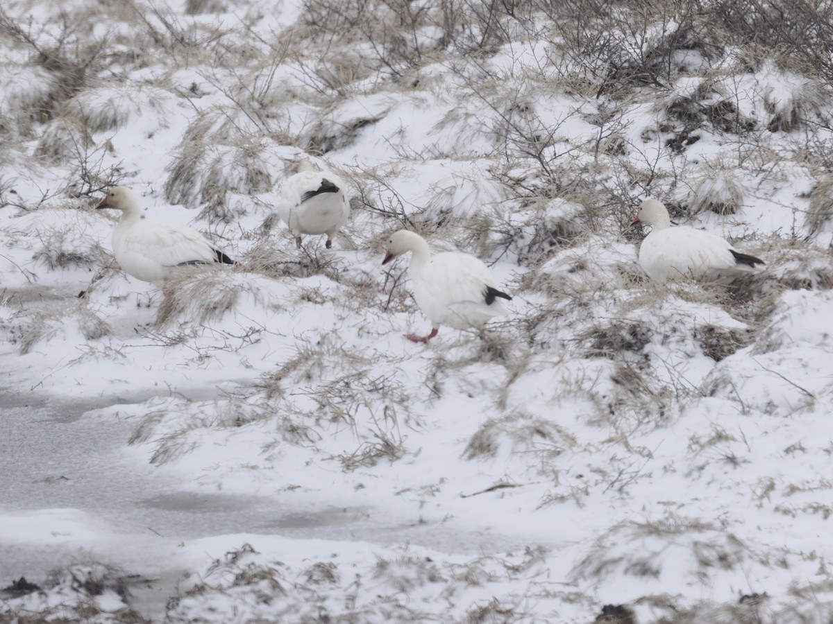 Oie des neiges - ML644624180