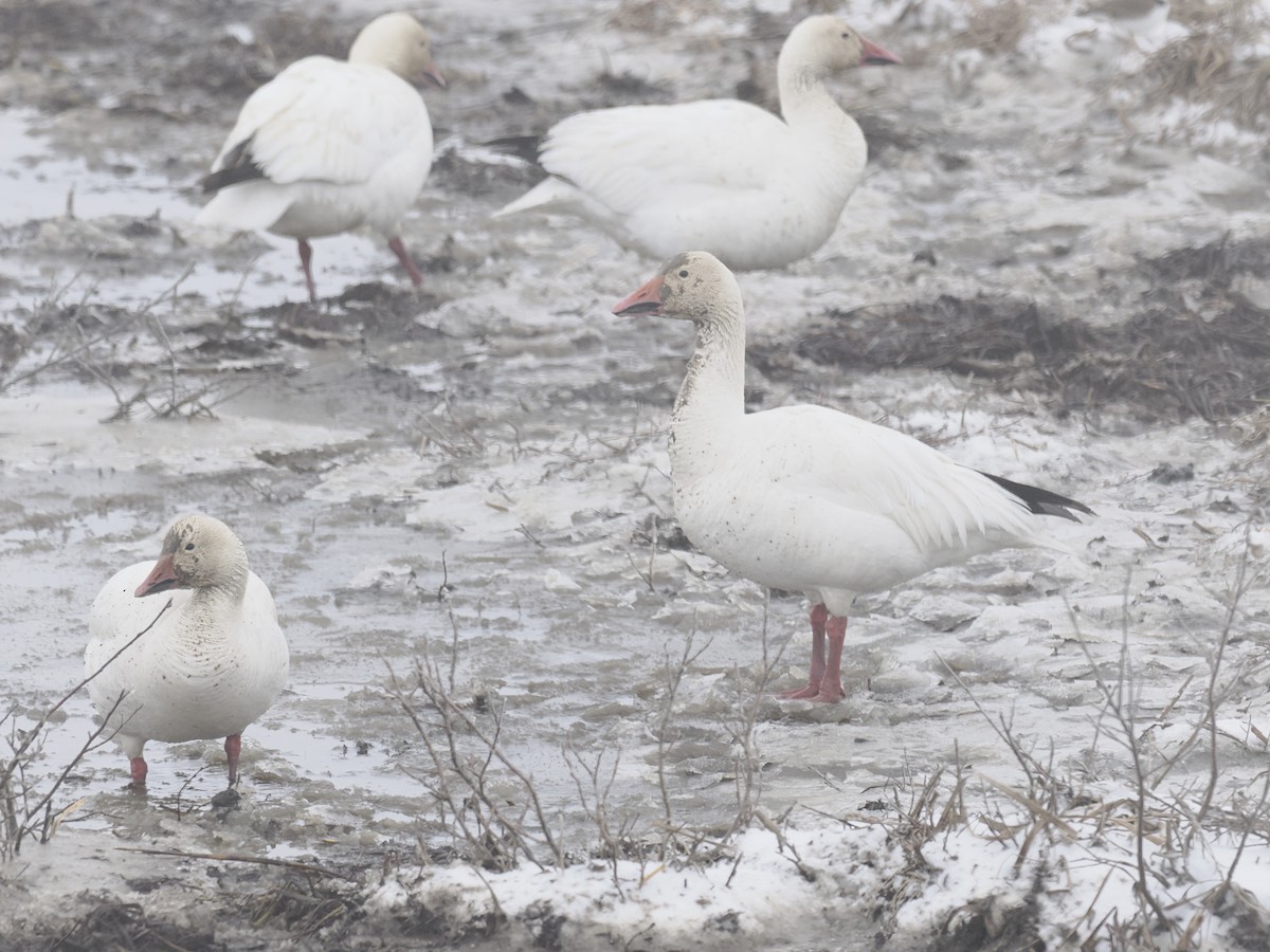 Oie des neiges - ML644624184