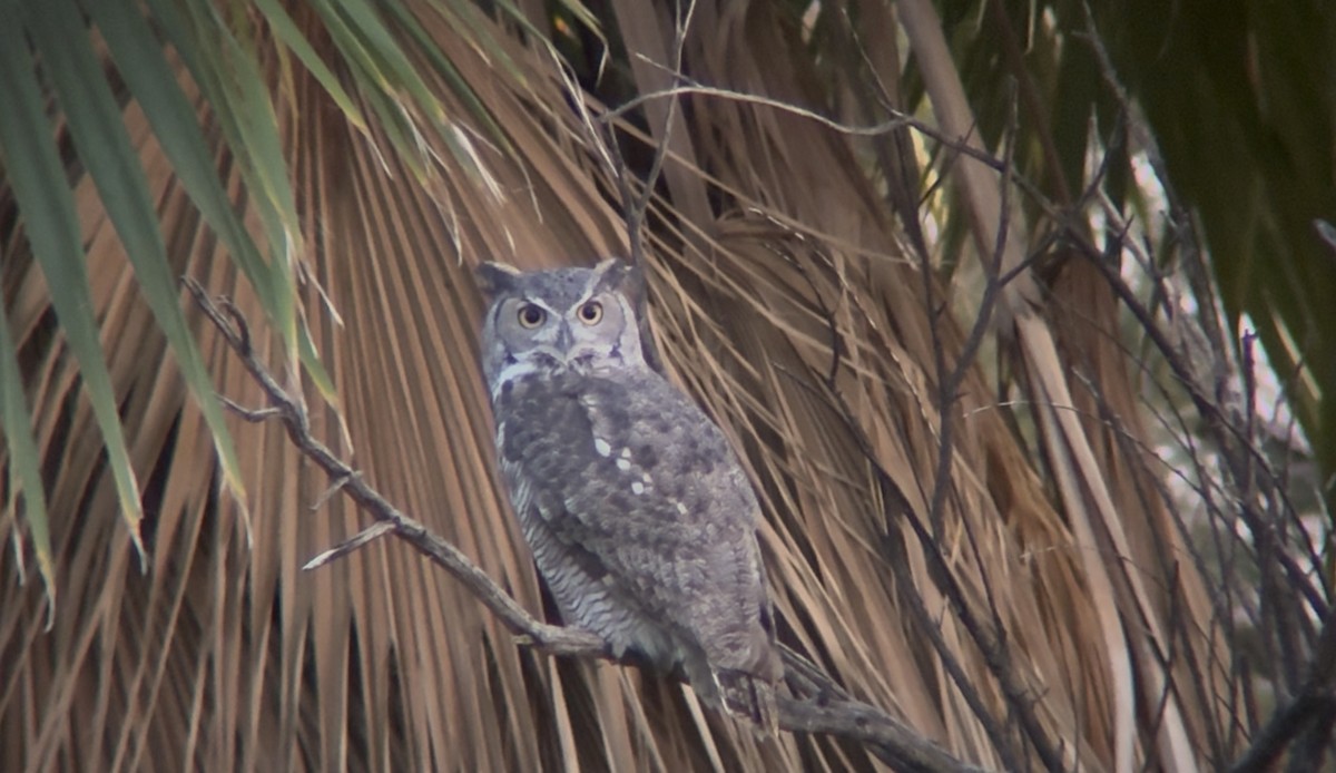 Great Horned Owl - ML644624191