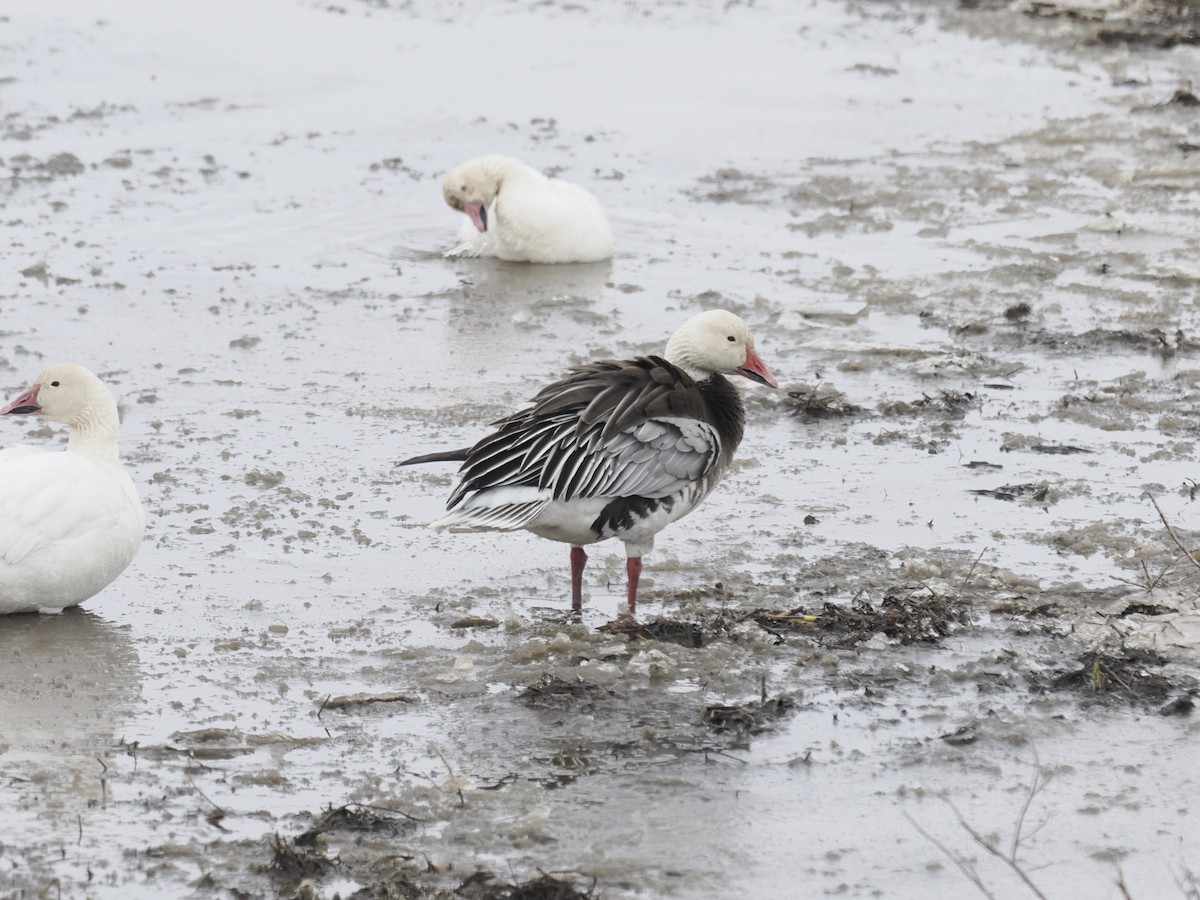 Oie des neiges - ML644624192