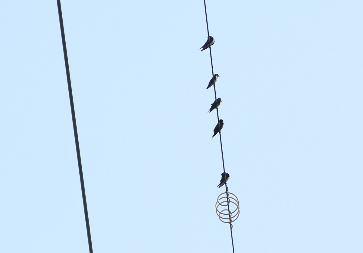 Purple Martin - ML644624193