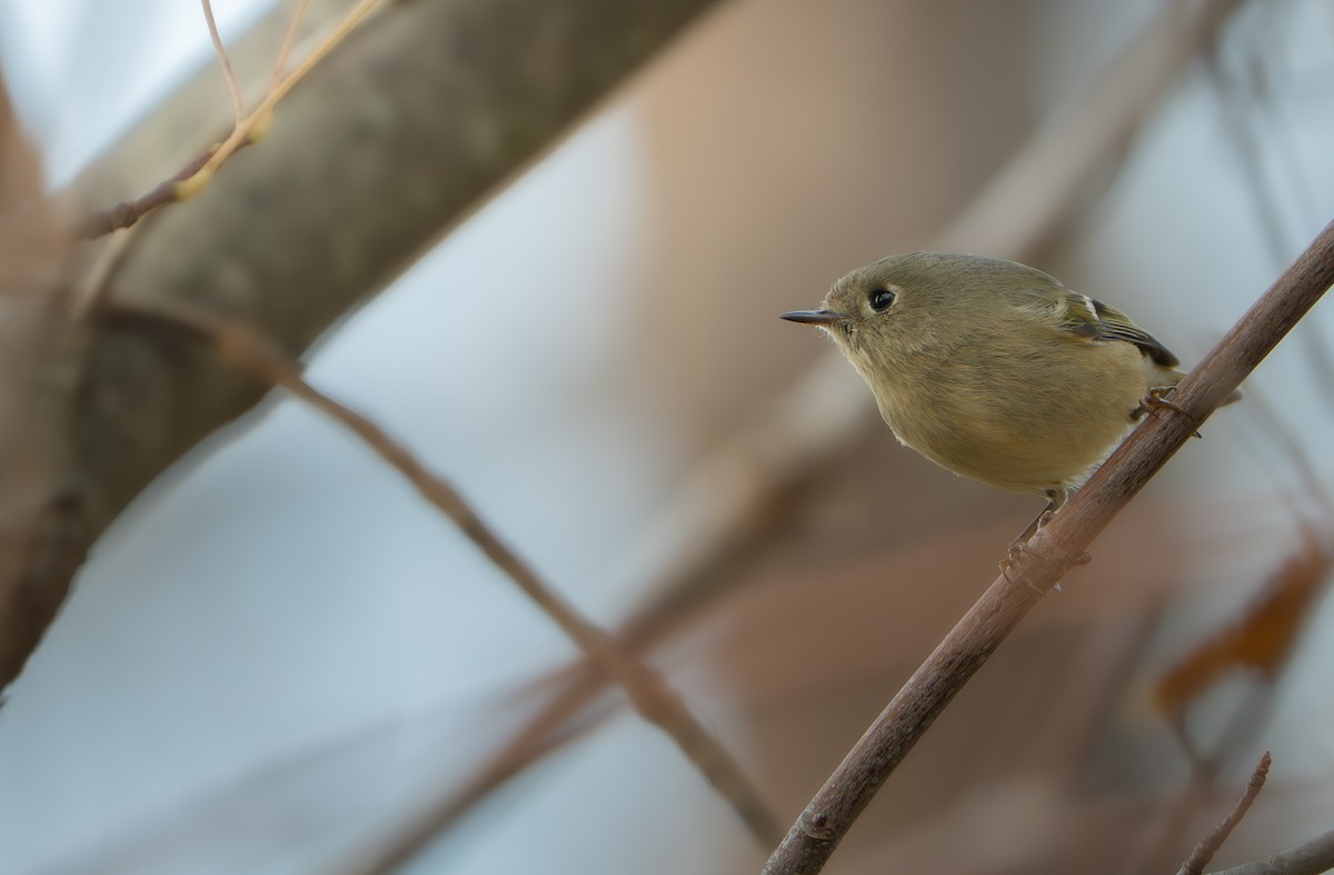 králíček americký - ML644624211