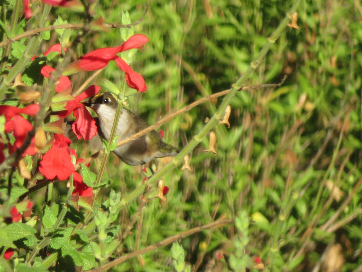 Колібрі рубіновогорлий - ML644624215