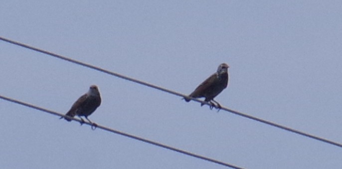 Хар тодол - ML644624222