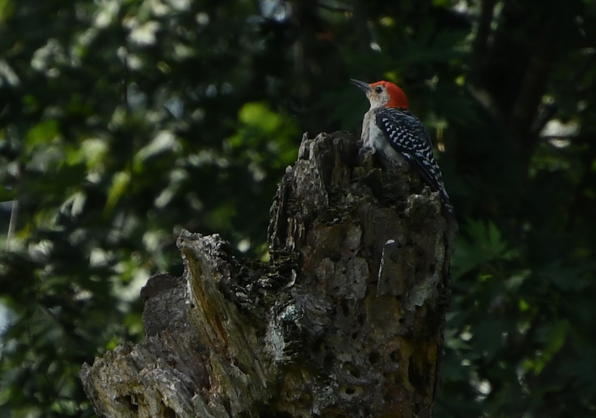 Red-bellied Woodpecker - ML644624225