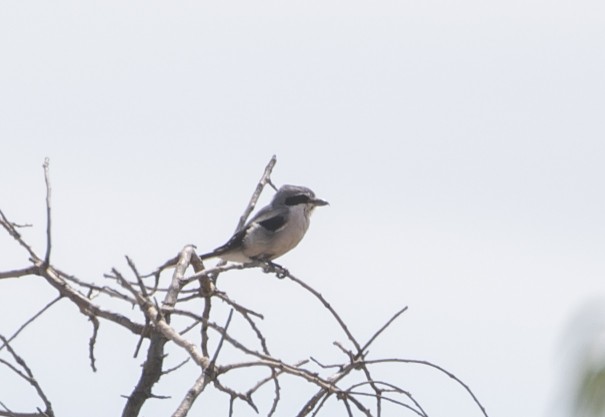 Iberian Gray Shrike - ML644624226