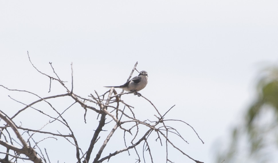 Iberian Gray Shrike - ML644624227