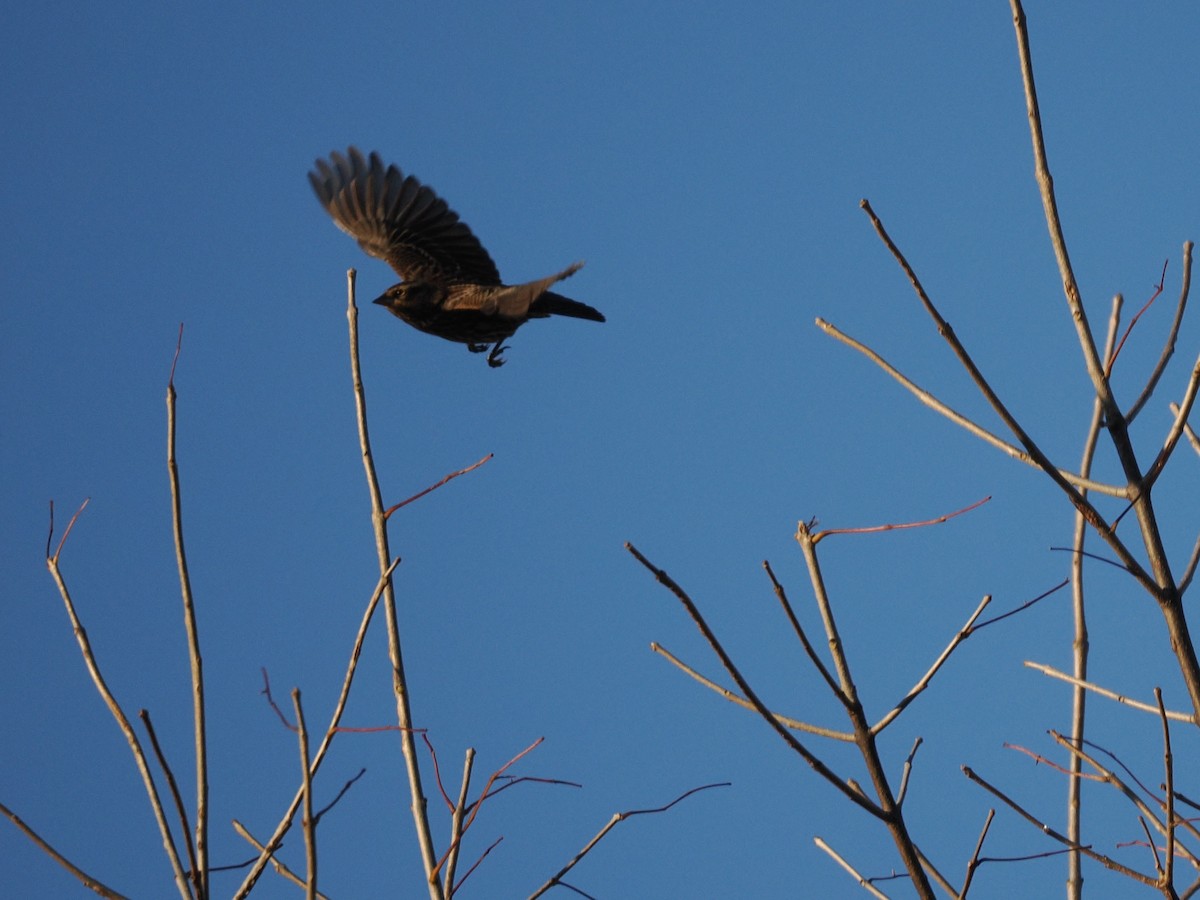 Red-winged Blackbird - ML644624228
