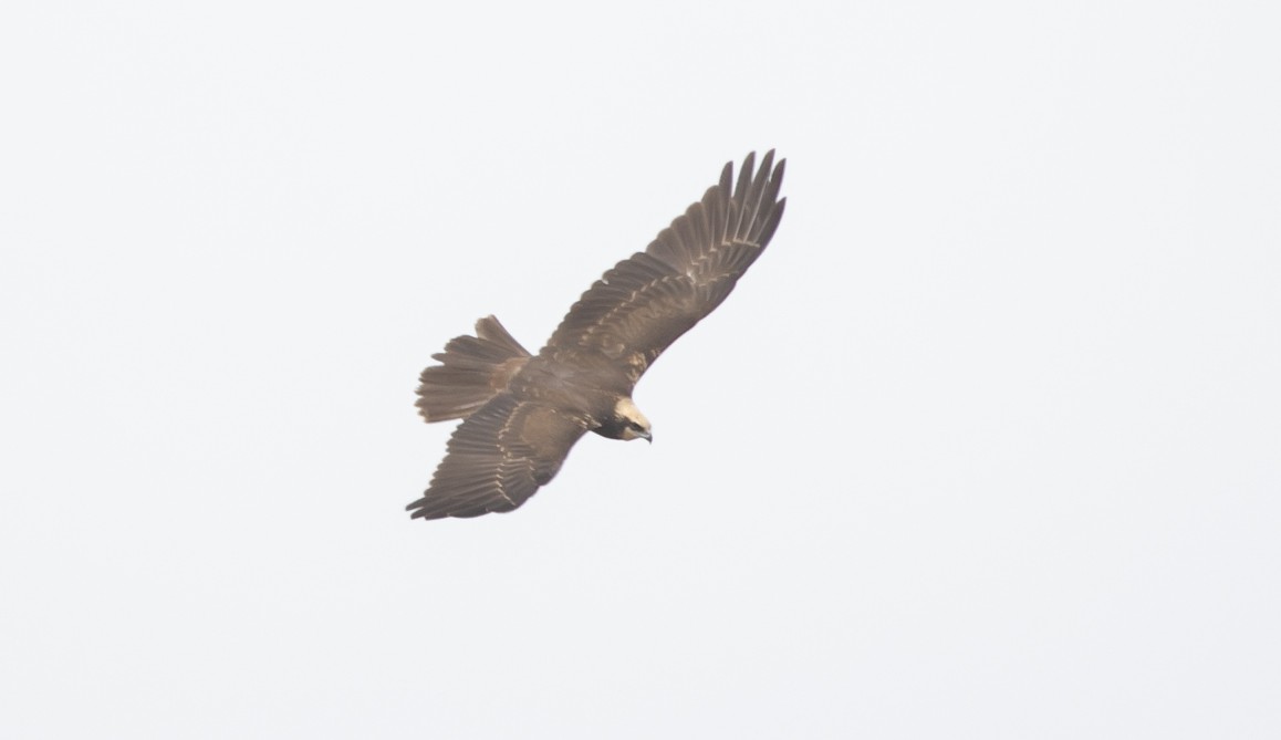 Western Marsh Harrier - ML644624230