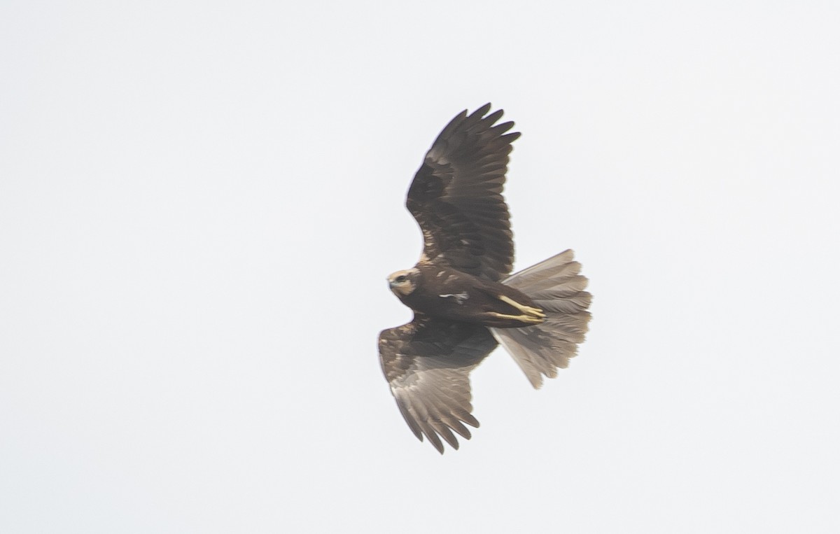 Western Marsh Harrier - ML644624231