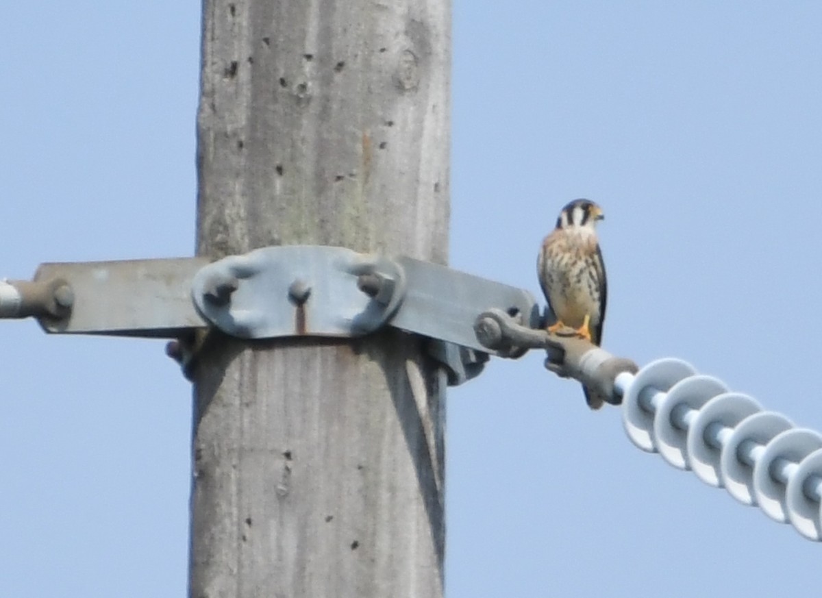 American Kestrel - ML644624247