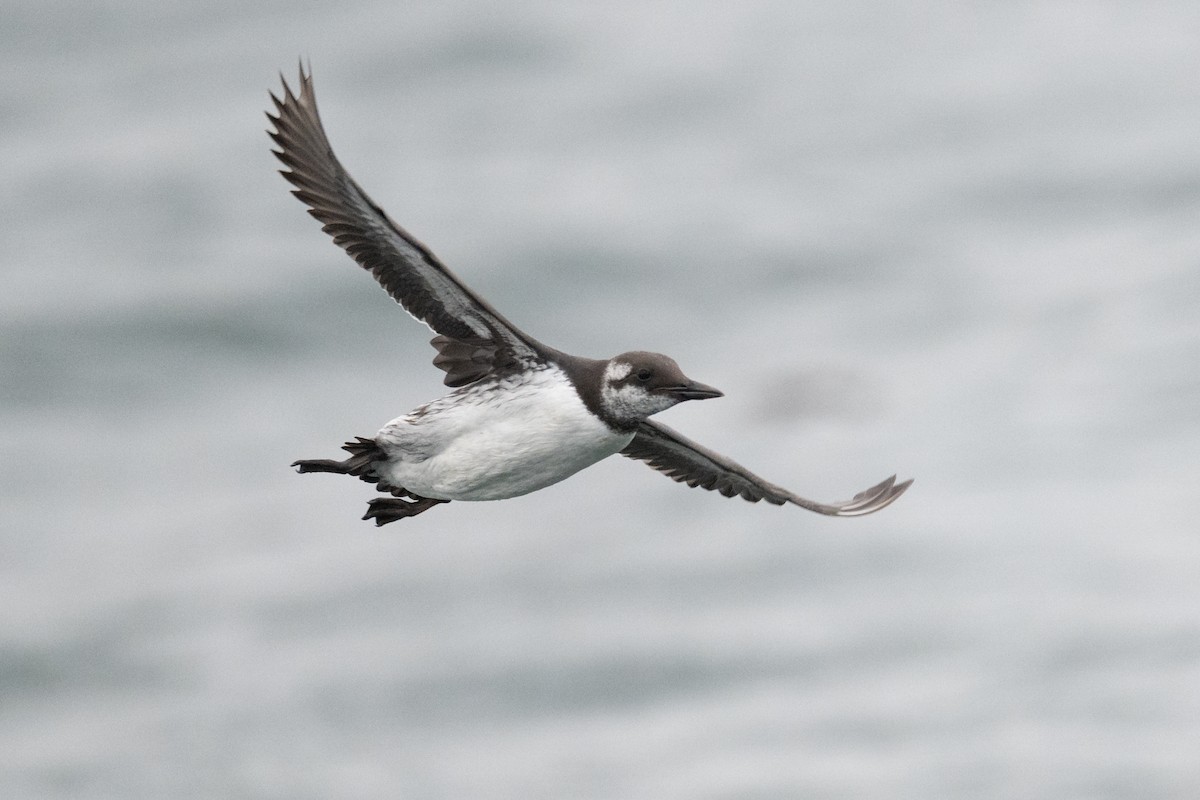 Common Murre - ML644624257