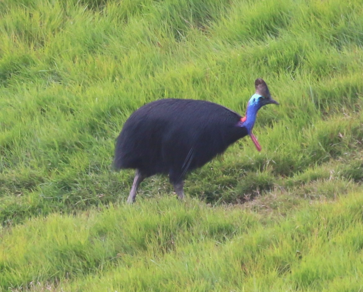 Southern Cassowary - ML644624259