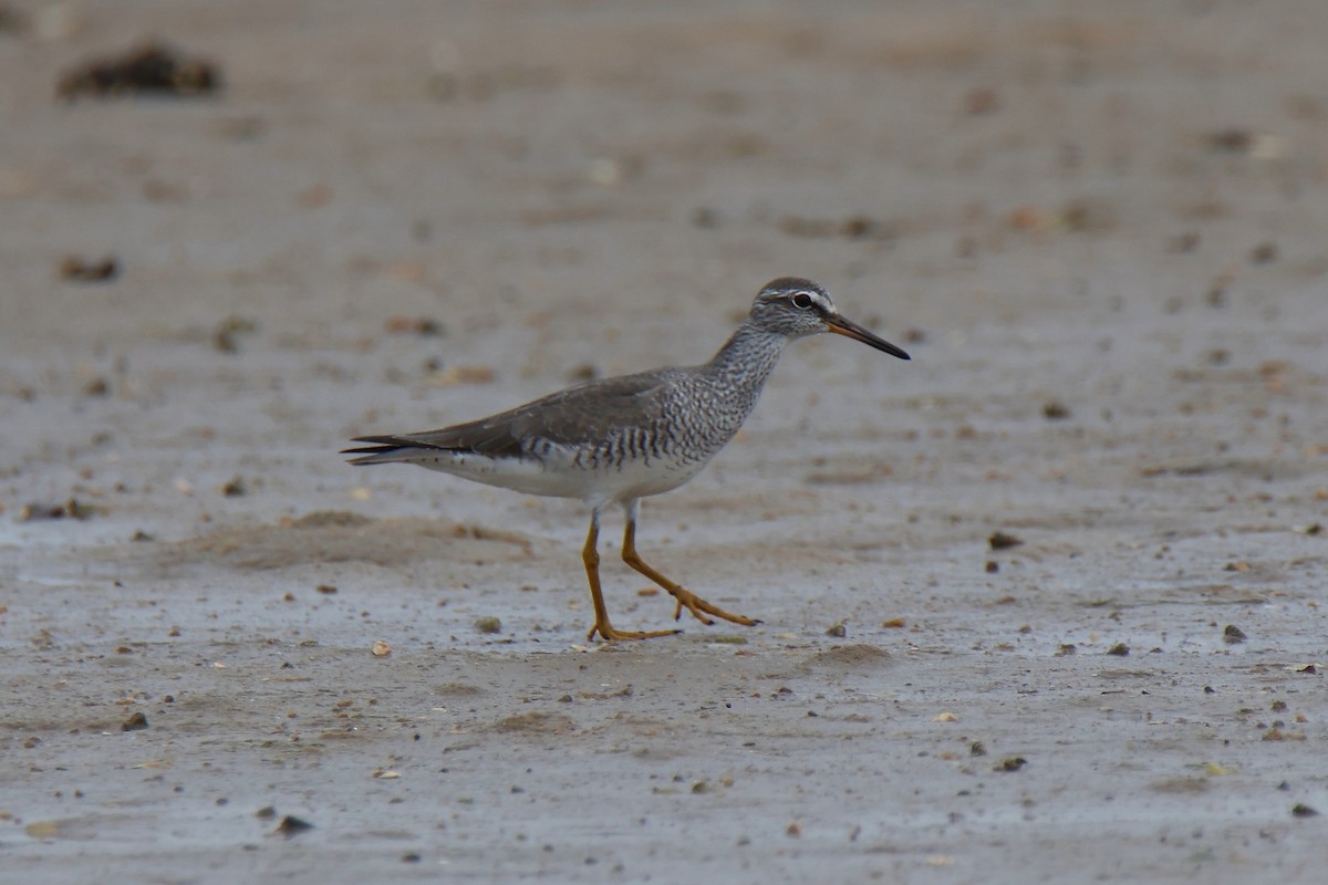 Chevalier de Sibérie - ML644624262