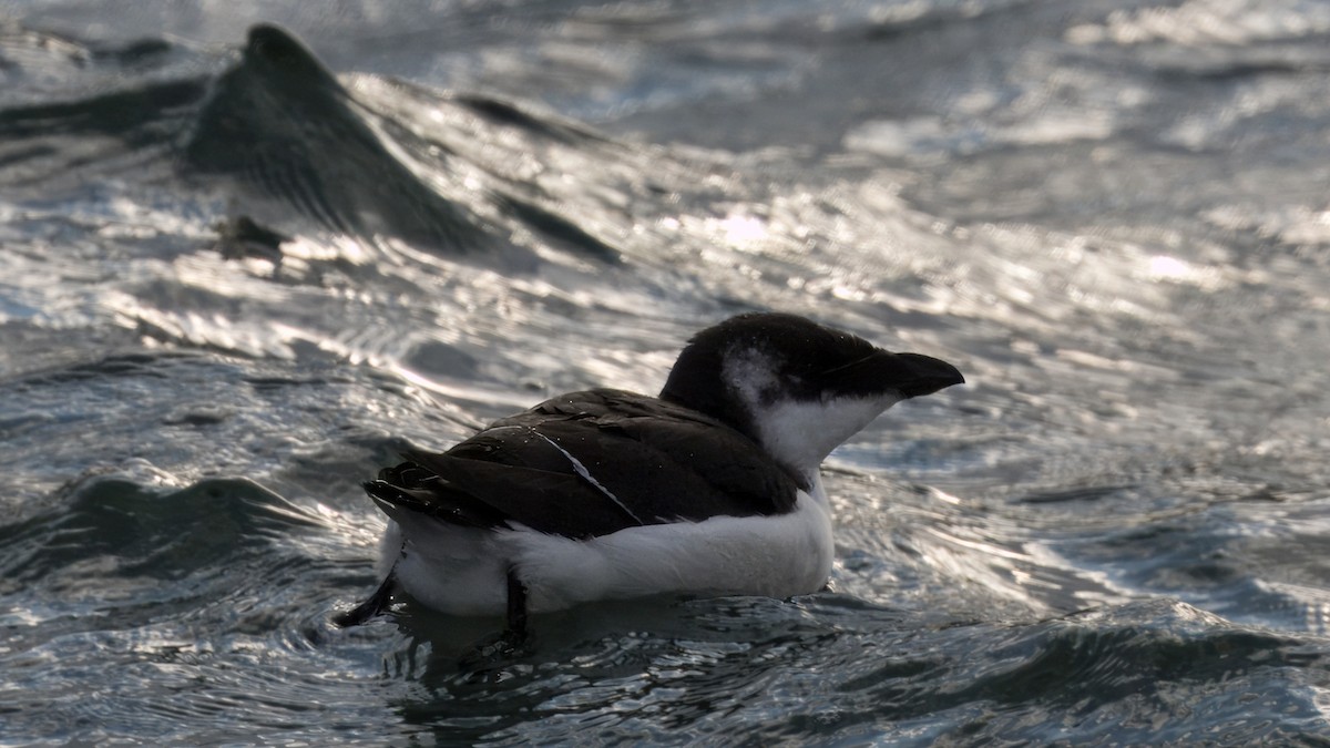 Gazza marina - ML644624263