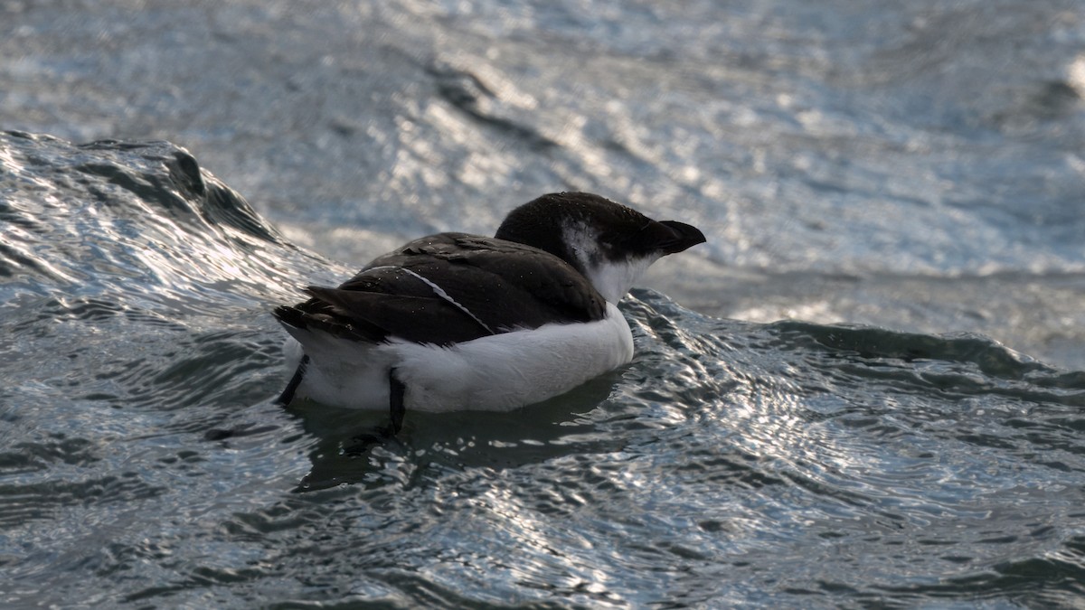 Gazza marina - ML644624264