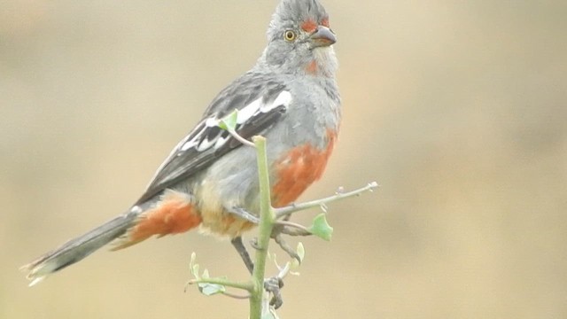 Peruvian Plantcutter - ML644624268