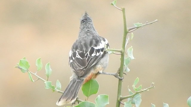Peruvian Plantcutter - ML644624269