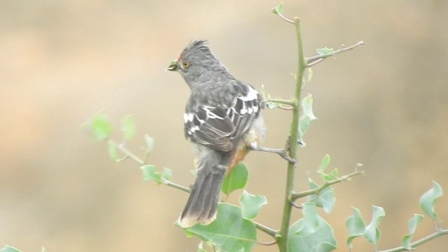 Peruvian Plantcutter - ML644624272