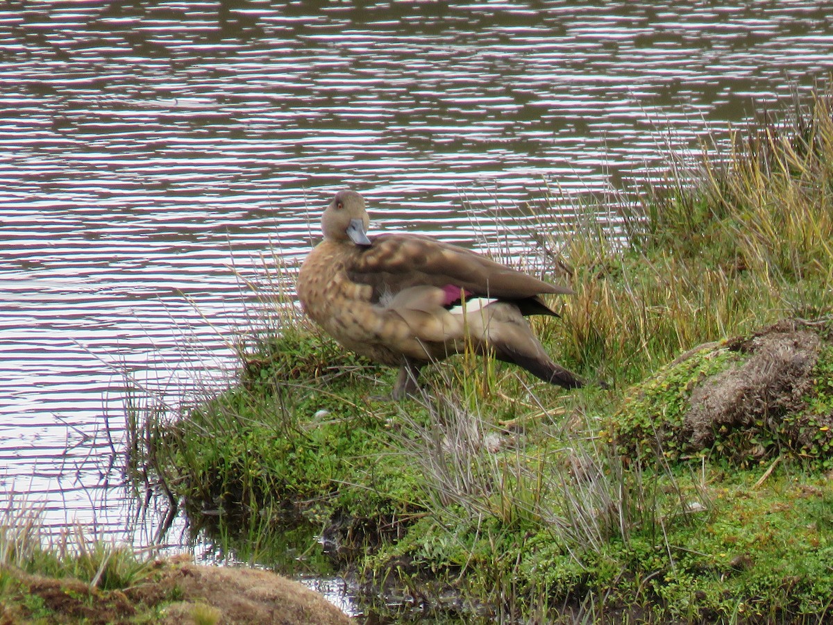 Crested Duck - ML644624276