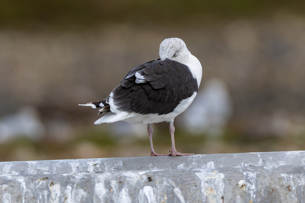 Great Black-backed Gull - ML644624279