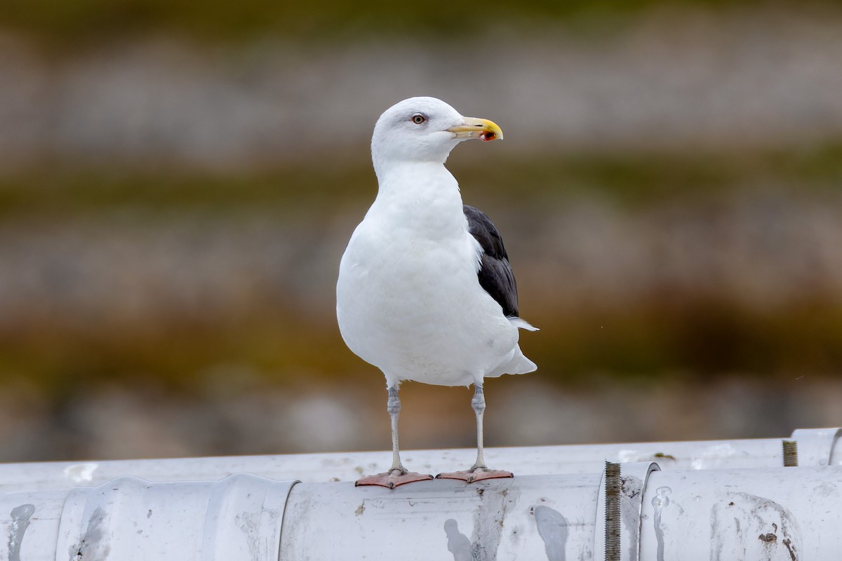 Great Black-backed Gull - ML644624280