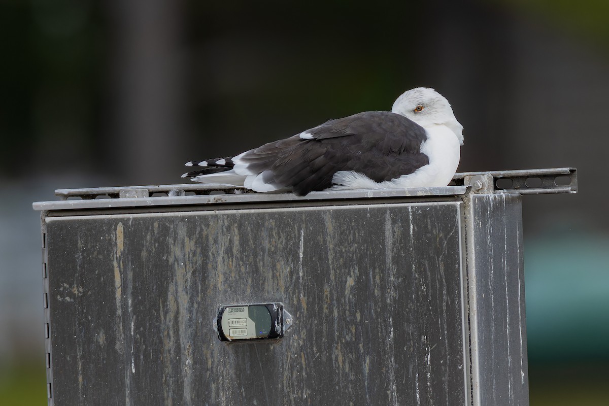 Great Black-backed Gull - ML644624281