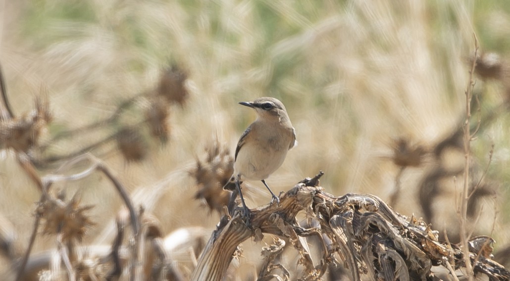 Northern Wheatear - ML644624290