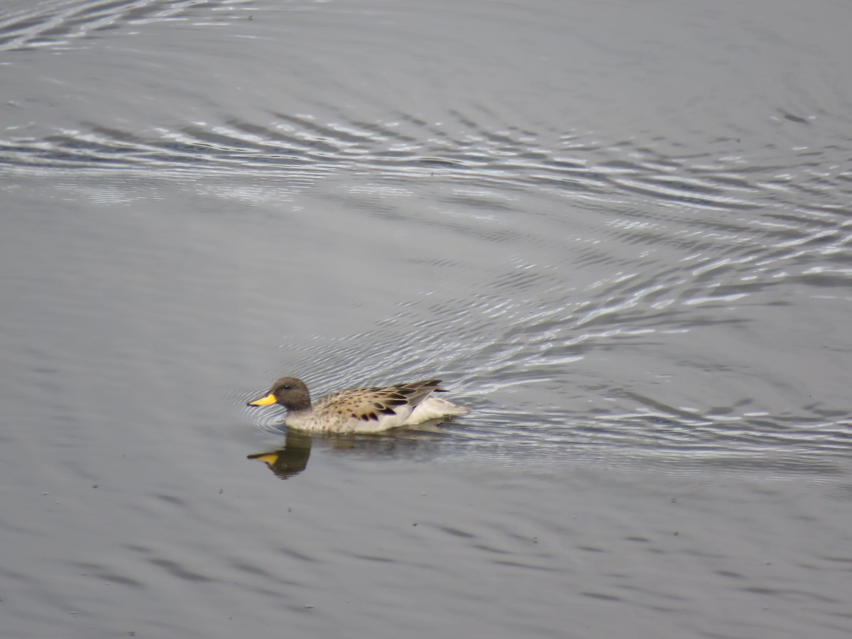 Yellow-billed Teal - ML644624291