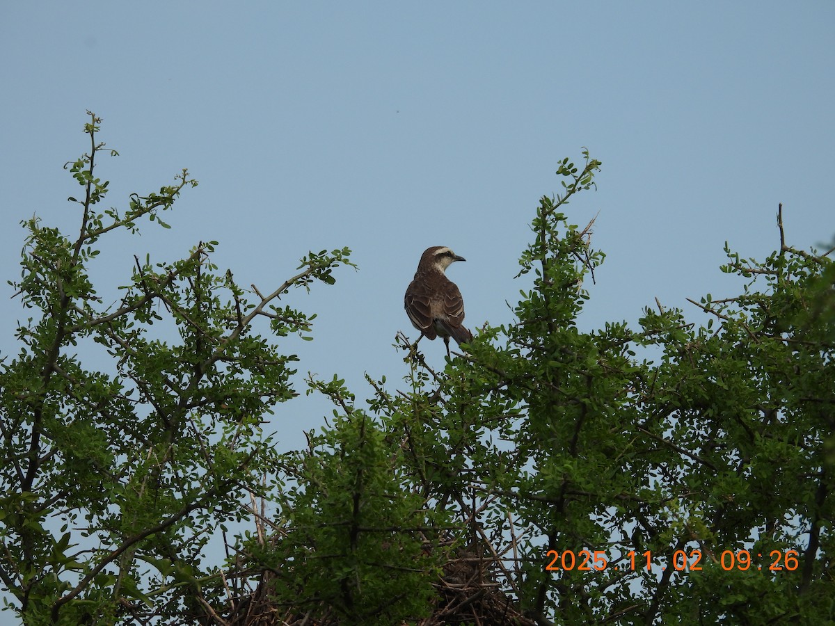 マミジロマネシツグミ - ML644624293