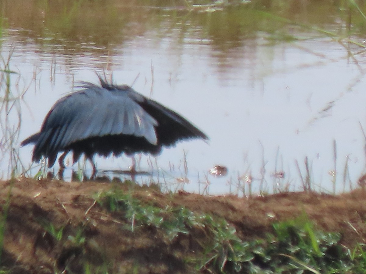 Black Heron - ML644624296