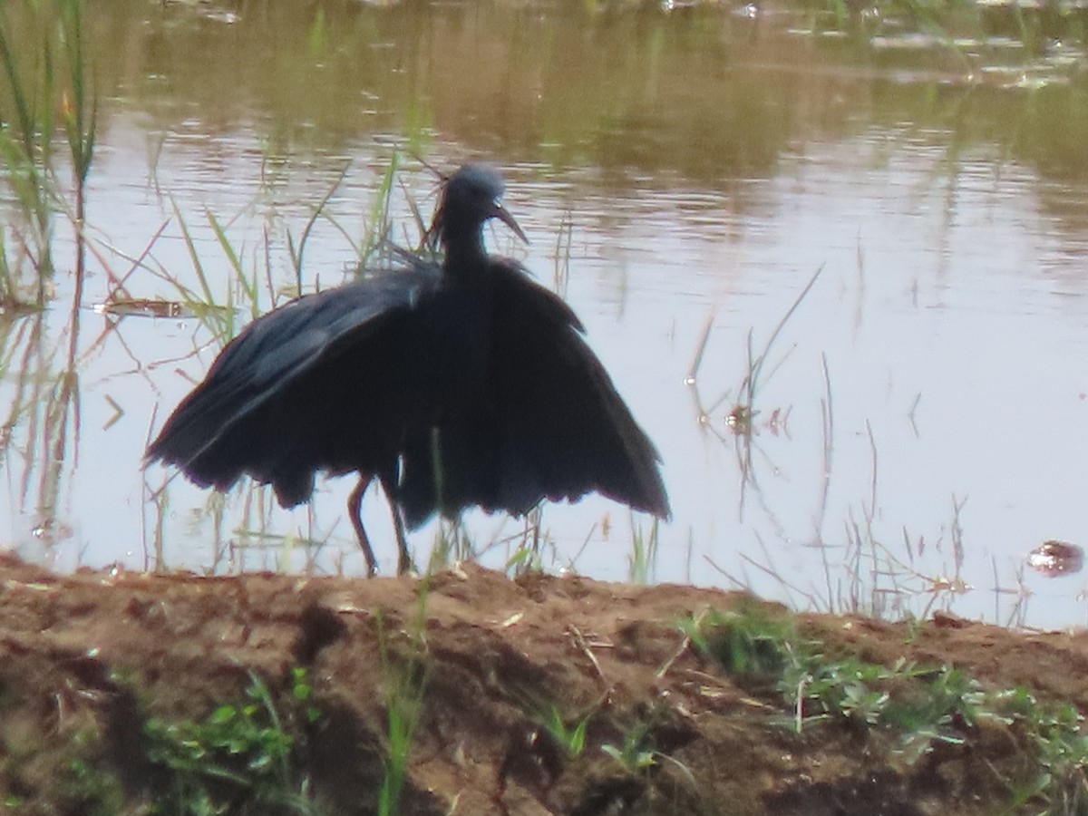 Black Heron - ML644624297